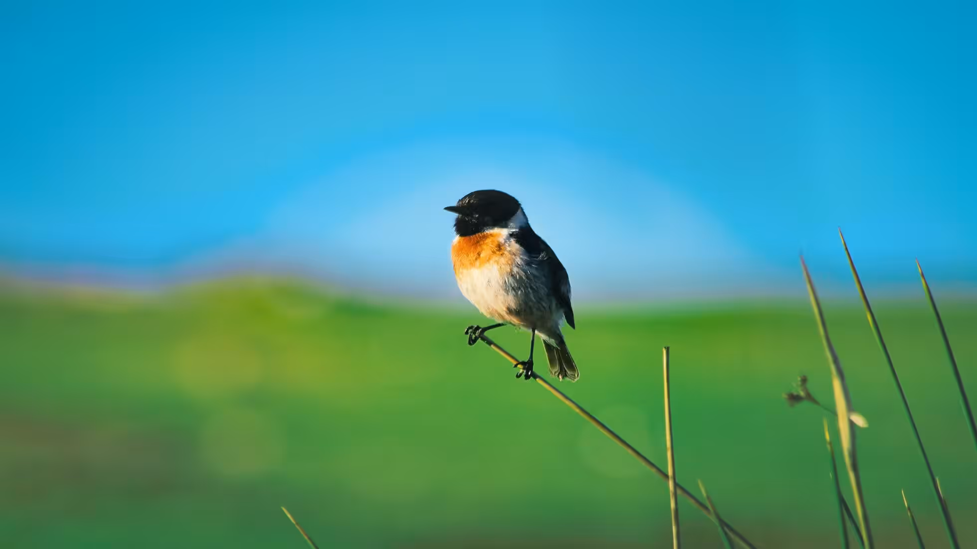 RR-Agricultural LED Industry Analysis Report